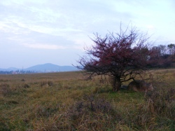 DSCF1002.JPG