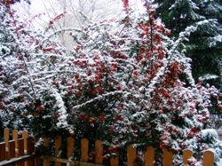 DSCF1002.JPG