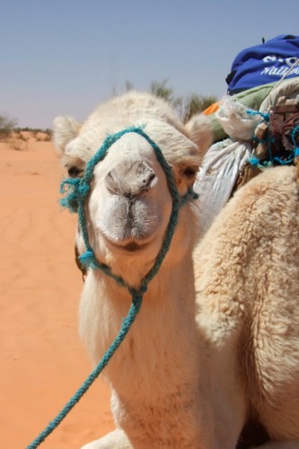 Sahara160.JPG
