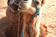 Sahara105.JPG