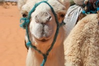 Sahara160.JPG