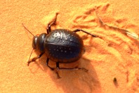 Sahara212.JPG